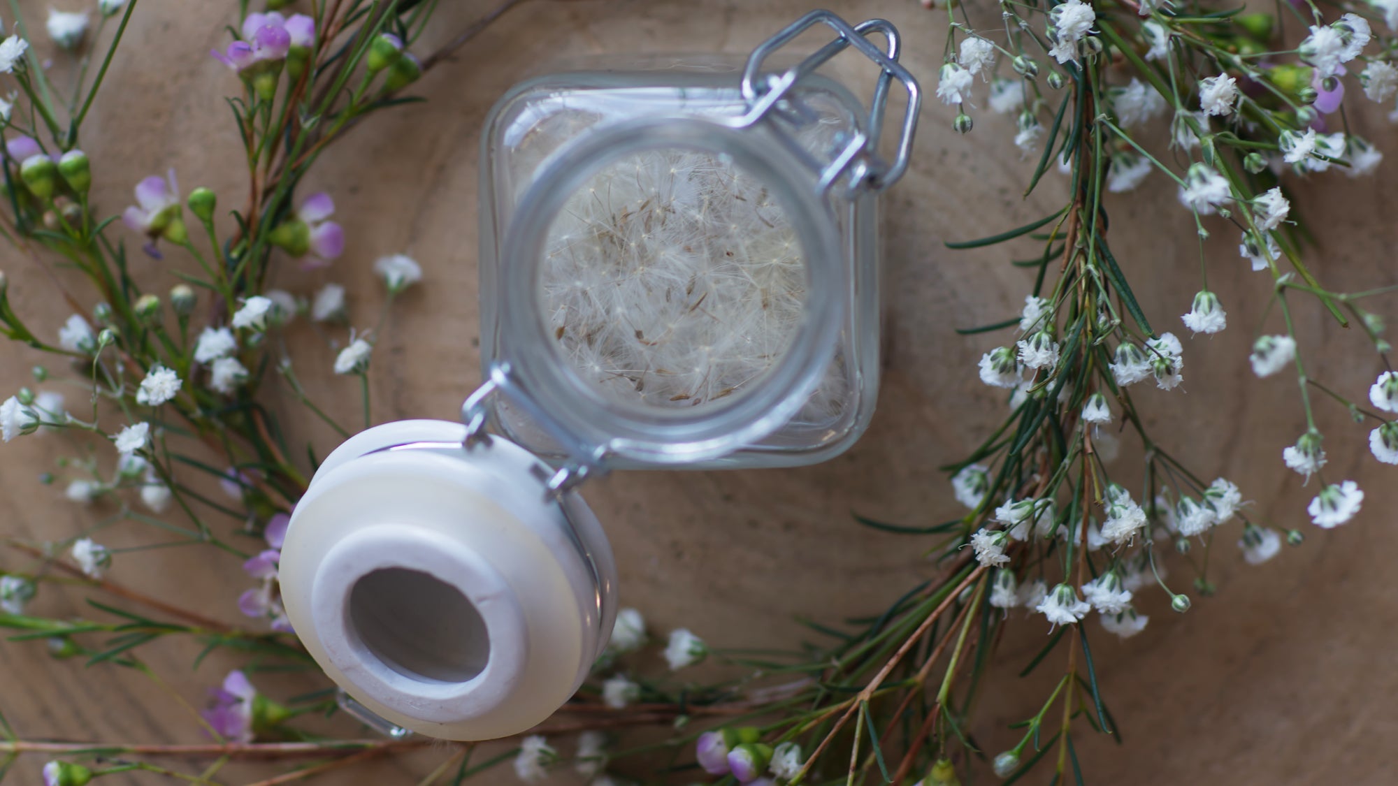 Stickdatei Pusteblumen Gänseblümchen kaufen Frühling Sommer Herbst Stickmaschine Cora Design