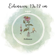 Embroidery file Botanical drawing Echinacea 13 x 18 cm